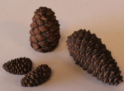 Formation Creation Pine Cone Kit