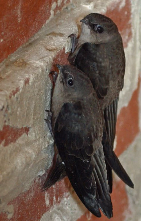 5 Animals That Want To Destroy Your Chimney & The Chimney Caps To Prevent It
