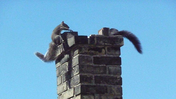 5 Animals That Want To Destroy Your Chimney & The Chimney Caps To Prevent It