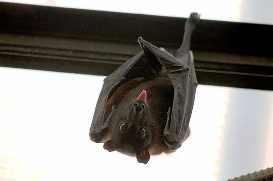 5 Animals That Want To Destroy Your Chimney & The Chimney Caps To Prevent It