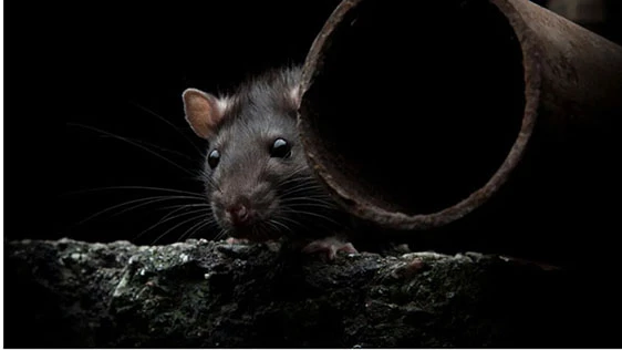 5 Animals That Want To Destroy Your Chimney & The Chimney Caps To Prevent It