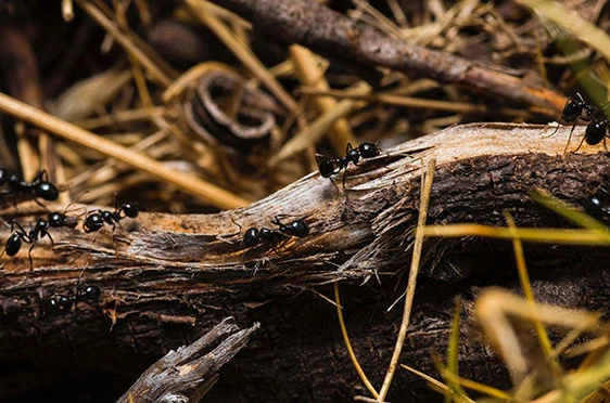 A Complete Guide to the Benefits and Uses of Wood Ash