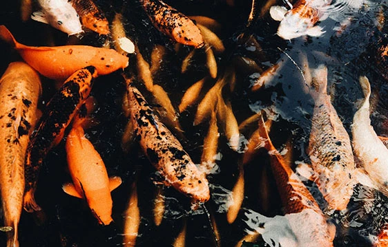 A Complete Guide to the Benefits and Uses of Wood Ash