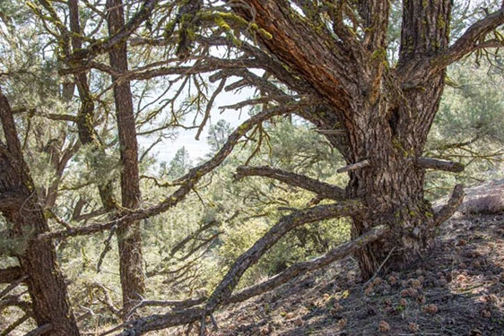 How To Prevent Creosote From Taking Over Your Chimney
