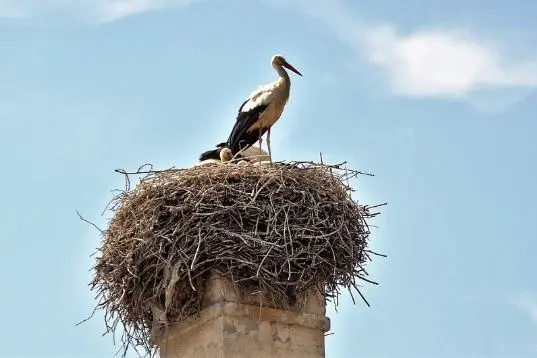 Chimney Caps and Covers