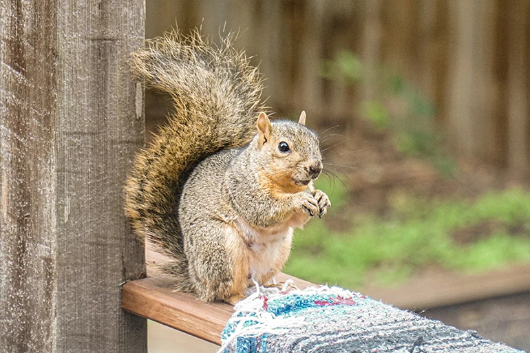 5 Animals That Want To Destroy Your Chimney & The Chimney Caps To Prevent It
